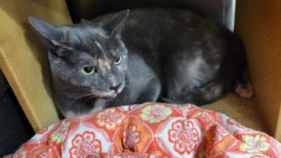 Luna aka “Rita” – Female – 3 Years Old of Nov 2024 – Rare Coat – Okay With Other Cats – Indoor Only