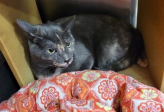 Luna aka “Rita” – Female – 3 Years Old of Nov 2024 – Rare Coat – Okay With Other Cats – Indoor Only