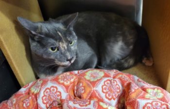 Luna aka “Rita” – Female – 3 Years Old of Nov 2024 – Rare Coat – Okay With Other Cats – Indoor Only