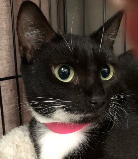 “Fluffy” – 2 Years Young – SUPER sweet female Tuxedo – Sibling was Jasmine