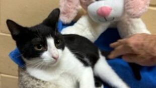 “Cooper” – Female Kitten -a year and 2 Months Old as of 12/13 – Shy & Loving