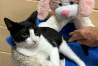 “Cooper” – Female Kitten -a year and 2 Months Old as of 12/13 – Shy & Loving