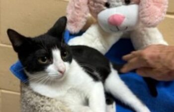 “Cooper” – Female Kitten -a year and 2 Months Old as of 12/13 – Shy & Loving