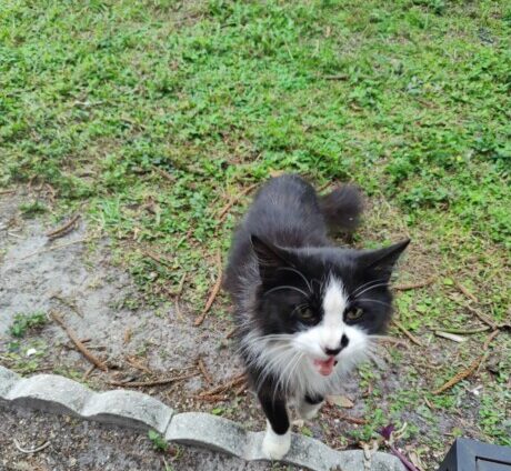 “Bug” – long-haired tuxedo – her owner passed away, can you please help her? – shy but sweet