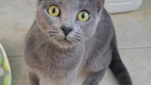 “Greycie” – all gray female – super loving
