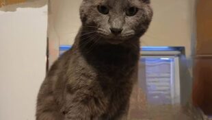 “Grayson” – Handsome Russian Blue – 7 years young, rescued from a scrap metal factory.