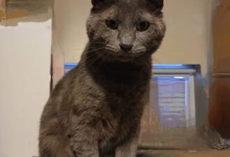 “Grayson” – Handsome Russian Blue – 7 years young, rescued from a scrap metal factory.