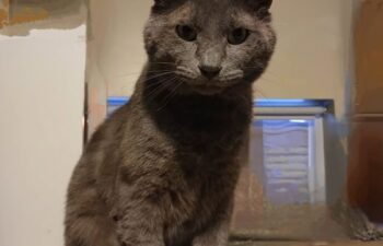 “Grayson” – Handsome Russian Blue – 7 years young, rescued from a scrap metal factory.