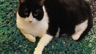 “Simba”- Black and White, chunky girl – was someones pet that escaped or was let outside with no microchip.