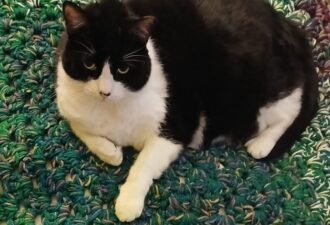 “Simba”- Black and White, chunky girl – was someones pet that escaped or was let outside with no microchip.