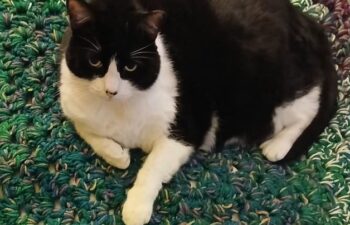 “Simba”- Black and White, chunky girl – was someones pet that escaped or was let outside with no microchip.