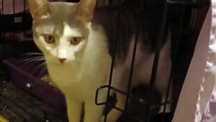 “Luna” – beautiful reserved young grey and white female, best without young children.