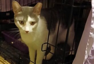 “Luna” – beautiful reserved young grey and white female, best without young children.