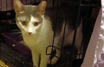 “Luna” – beautiful reserved young grey and white female, best without young children.