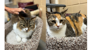 “Lola & Elsa” – bonded females, 8 years young, very gorgeous duo!