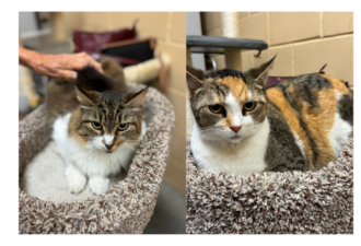 “Lola & Elsa” – bonded females, 8 years young, very gorgeous duo!