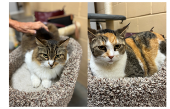 “Lola & Elsa” – bonded females, 8 years young, very gorgeous duo!