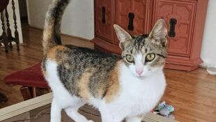 “Amy” – 1 year old beautiful Calico – loves to play!