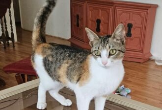 “Amy” – 1 year old beautiful Calico – loves to play!