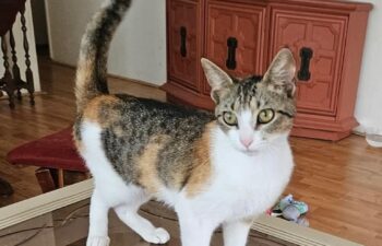 “Amy” – 1 year old beautiful Calico – loves to play!