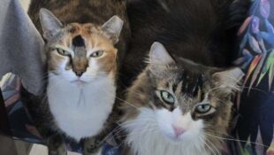 “Pepita and Pepito” – 7 year old bonded siblings – Female & Male – Norwegian Forest/Main Coon Mix