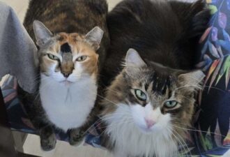 “Pepita and Pepito” – 7 year old bonded siblings – Female & Male – Norwegian Forest/Main Coon Mix