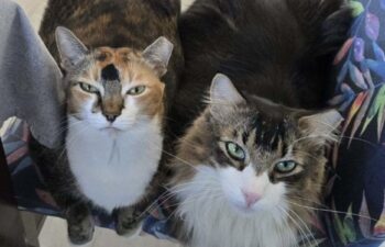 “Pepita and Pepito” – 7 year old bonded siblings – Female & Male – Norwegian Forest/Main Coon Mix