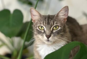 “Chloe”- Street Survivor – 1 Year Old Female – Playful Cutie!