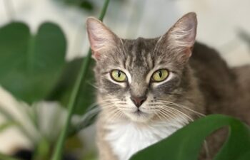 “Chloe”- Street Survivor – 1 Year Old Female – Playful Cutie!