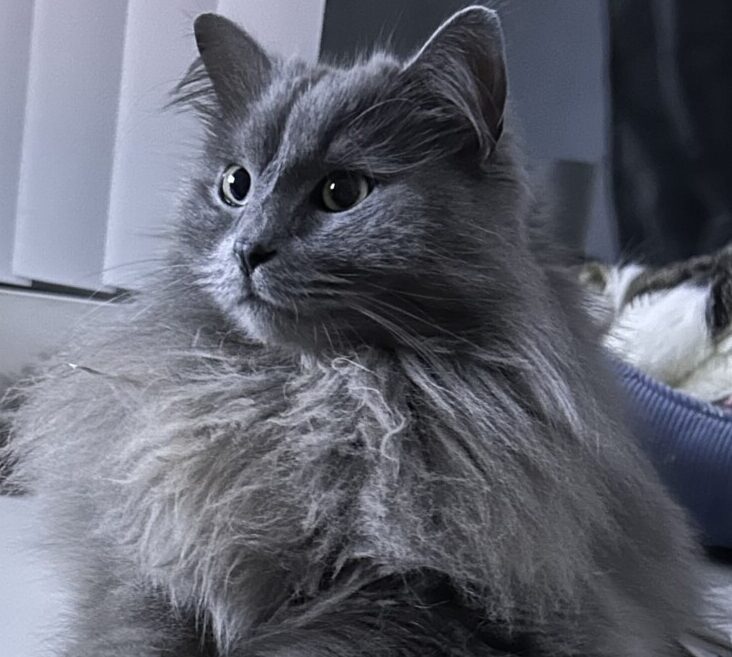 “Ruby” – Her Owner Suddenly Passed Away – Beautiful, Sweet Cat – 2 years old
