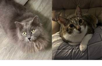 “Ruby & Cooper” – Their Owner Suddenly Passed Away – Beautiful, Sweet Cats!
