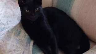 “Bonnie” –  all black gorgeous kitty