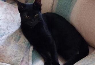 “Bonnie” –  all black gorgeous kitty