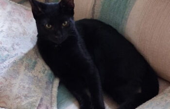 “Bonnie” –  all black gorgeous kitty