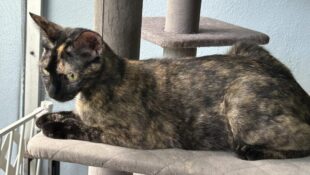 “Kiwi” – orange and black cutie