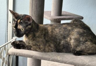 “Kiwi” – orange and black cutie