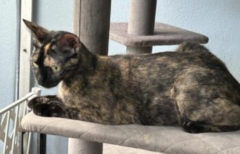 “Kiwi” – orange and black cutie