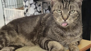 “Daisy” – Middle Aged Princess! – Teeth removed for health reason but is such a sweetie!! Inside Only – Likes other Cats