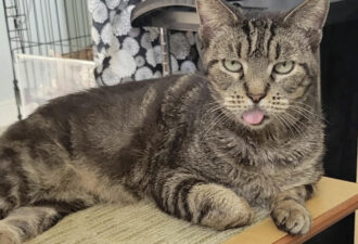 “Daisy” – Middle Aged Princess! – Teeth removed for health reason but is such a sweetie!! Inside Only – Likes other Cats