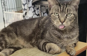 “Daisy” – Middle Aged Princess! – Teeth removed for health reason but is such a sweetie!! Inside Only – Likes other Cats