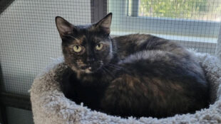 “Nyla” – Shy GORGEOUS Tortie Girl – Moved a lot, PLEASE be her furever family!