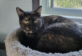 “Nyla” – Shy GORGEOUS Tortie Girl – Moved a lot, PLEASE be her furever family!