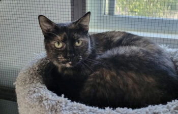 “Nyla” – Shy GORGEOUS Tortie Girl – Moved a lot, PLEASE be her furever family!