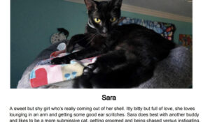 “Sara” – FIP survivor – Needs Home With Other Cat(s) – Shy Cutie – Black Silky Fur