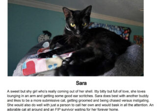 “Sara” – FIP survivor – Needs Home With Other Cat(s) – Shy Cutie – Black Silky Fur