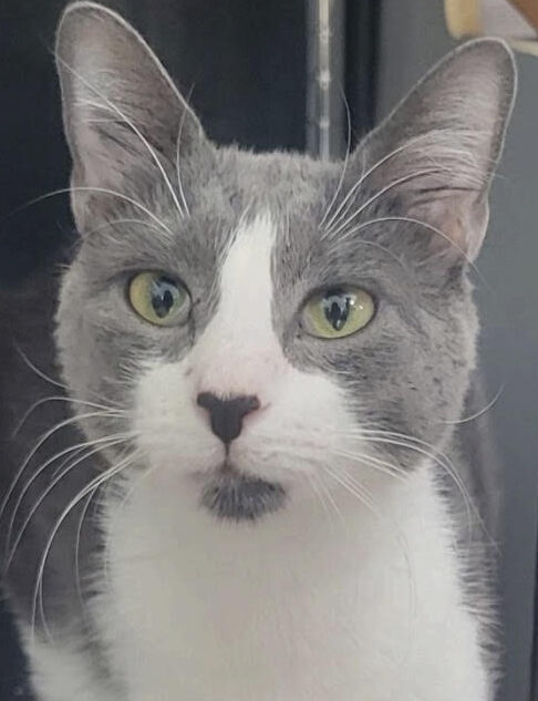 “Shea” – Plays Fetch – FIP Survivor – Loves Other Cats