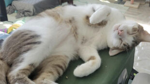 “Toons” – Loves To Play – Tobi’s BFF – Consider them both