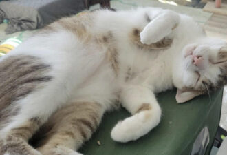 “Toons” – Loves To Play – Tobi’s BFF – Consider them both