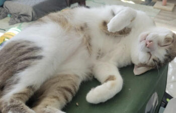 “Toons” – Loves To Play – Tobi’s BFF – Consider them both