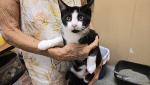 “Dexter” – Loving Tuxedo